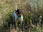 ROCKACRE BLACKHAWK / CROSSWIND JIM PEDIGREE