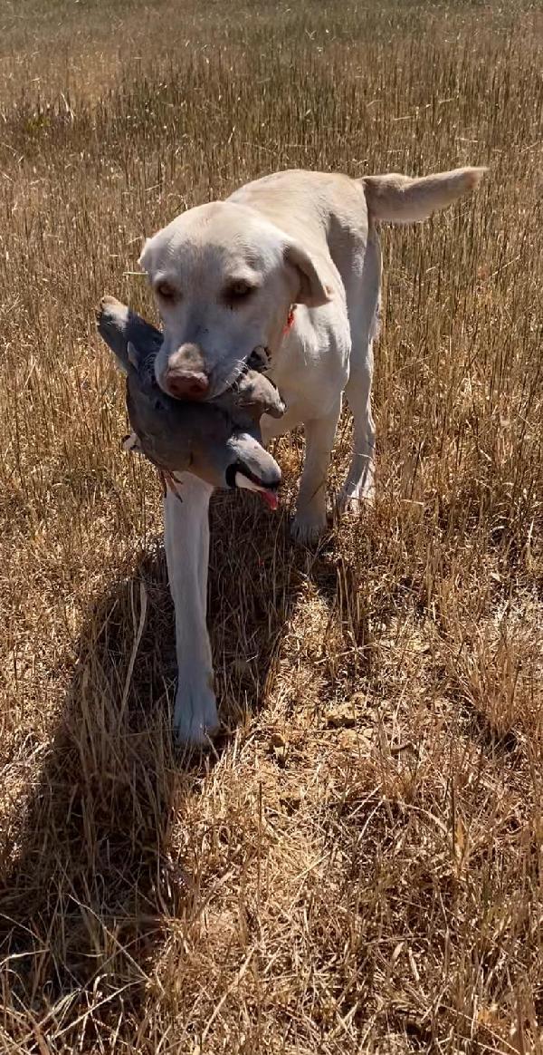Labrador Retriever