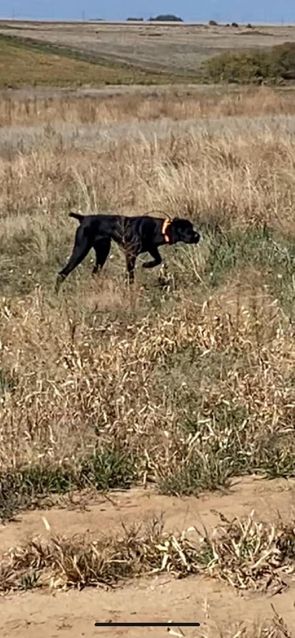 German Shorthaired Pointer