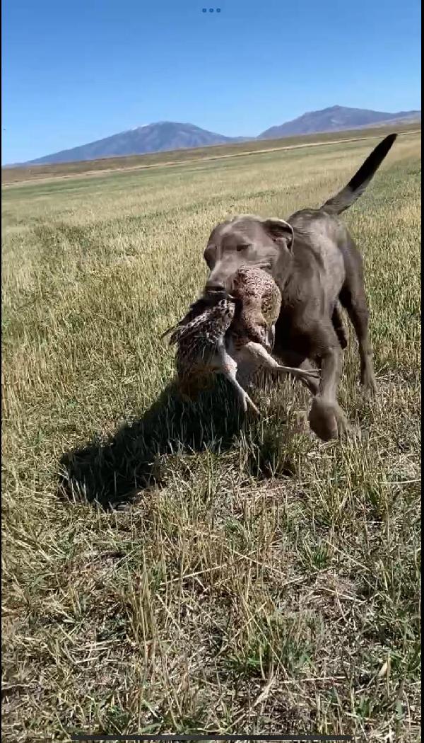 Labrador Retriever
