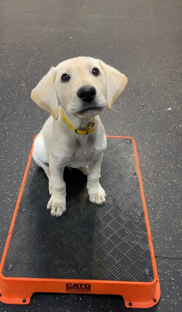 Labrador Retriever