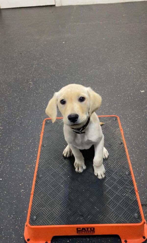 Labrador Retriever