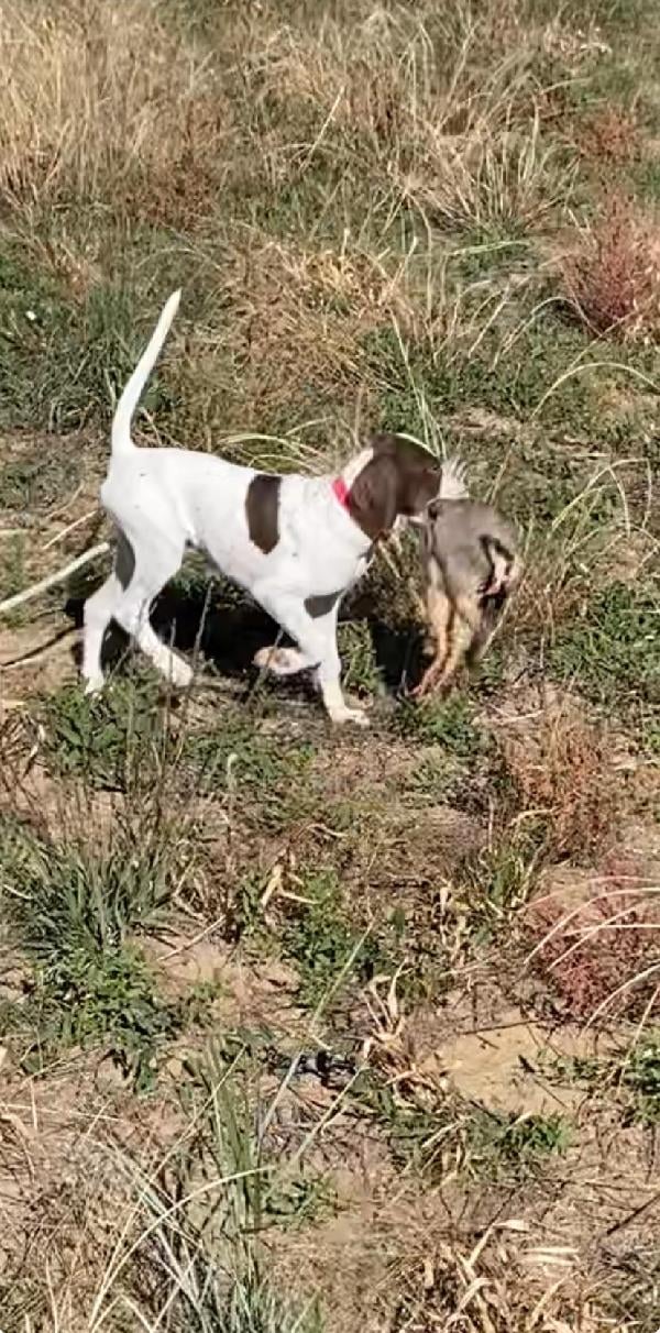 English Pointer