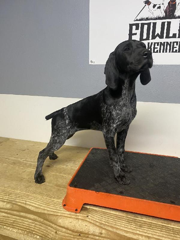 GSP PUPPIES German Shorthaired Pointer