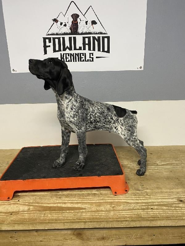GSP PUPPY German Shorthaired Pointer