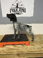 GSP PUPPY