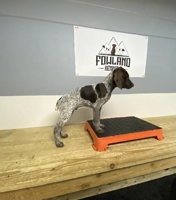 GSP PUPPY German Shorthaired Pointer