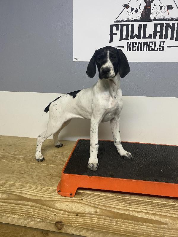 GSP PUPPY German Shorthaired Pointer