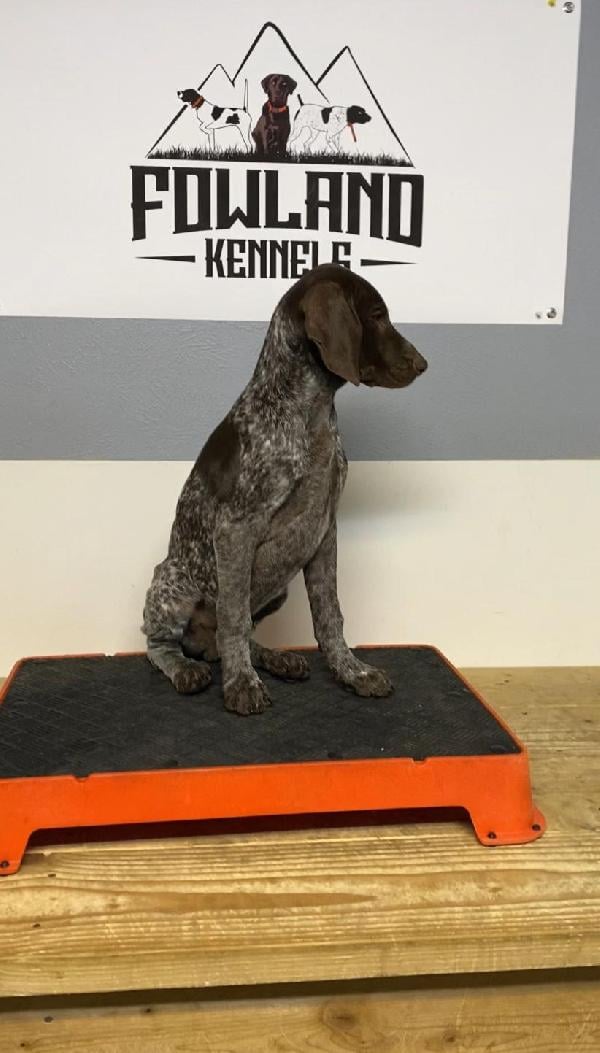 GSP PUPPY German Shorthaired Pointer