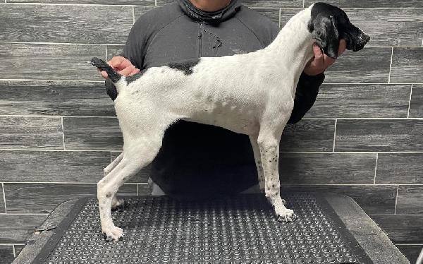 German Shorthaired Pointer