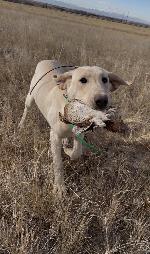 SRSAC GRHRCH CASHIN IT ALL FOR FIN PUPPIES