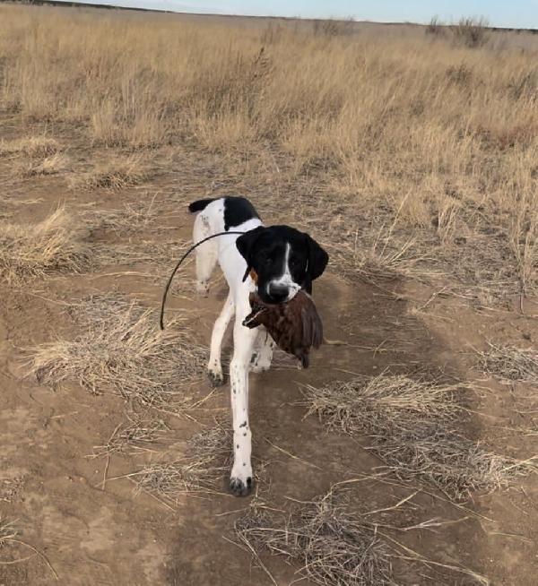 German Shorthaired Pointer