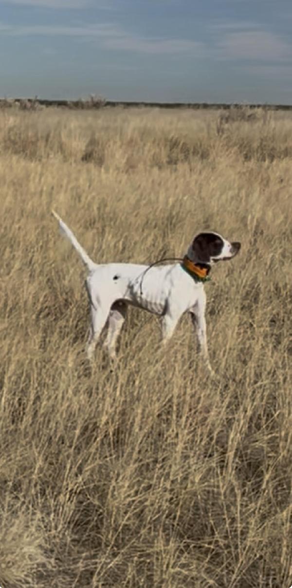 English Pointer
