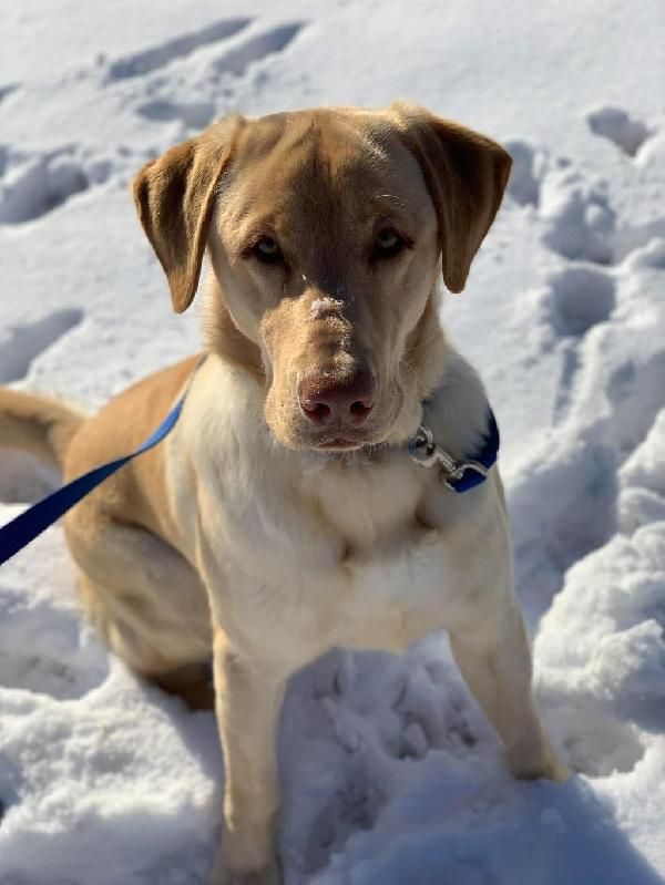 Labrador Retriever