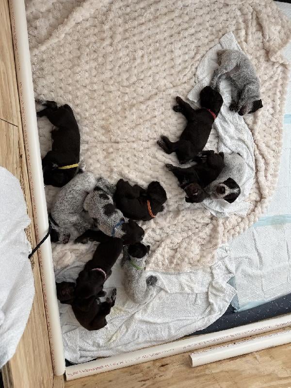 GERMAN WIREHAIRED PUPPIES AKC German Wirehaired Pointer