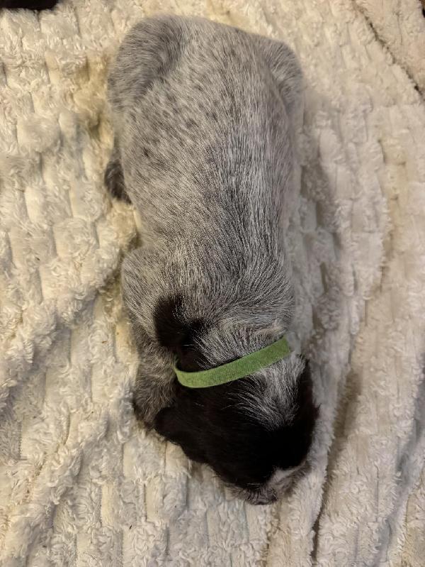 German Wirehaired Pointer