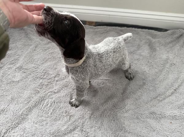 German Wirehaired Pointer