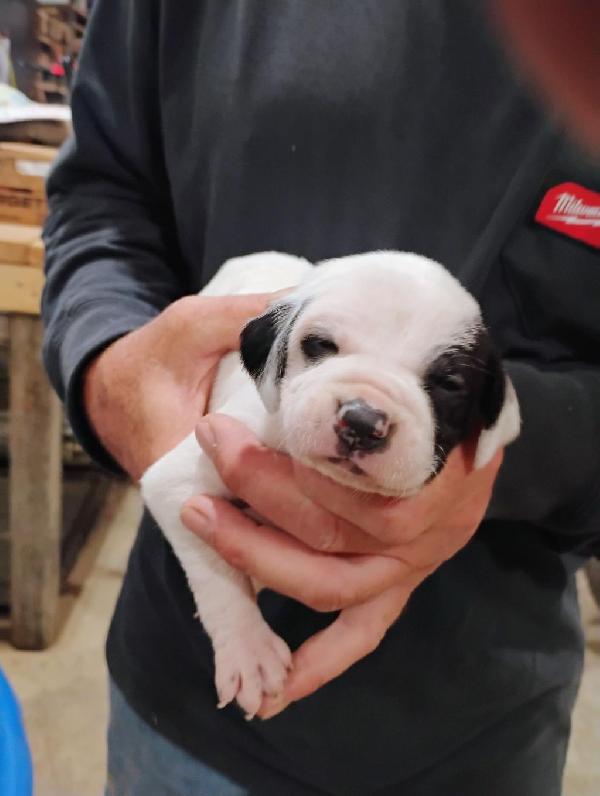 English Pointer