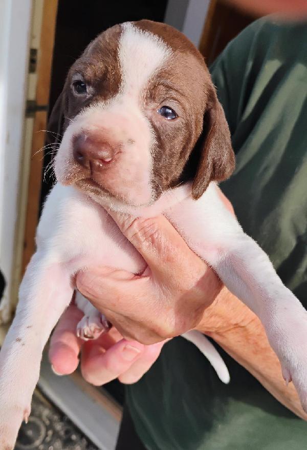 English Pointer