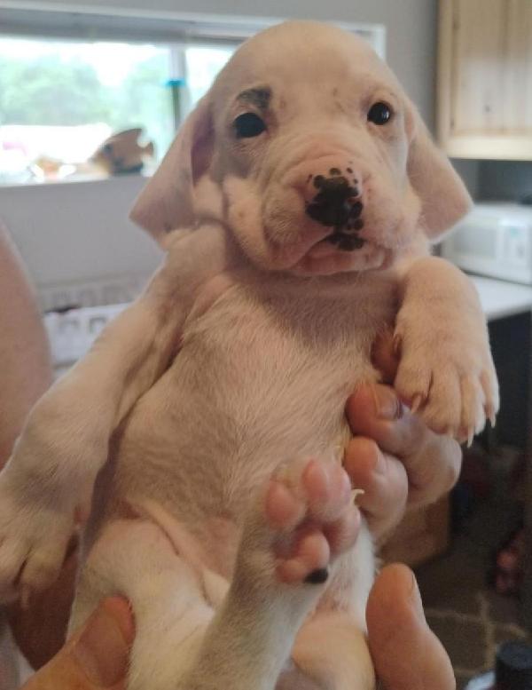 NSTRA NBHA HOFS WITH NAVHDA TILES! English Pointer