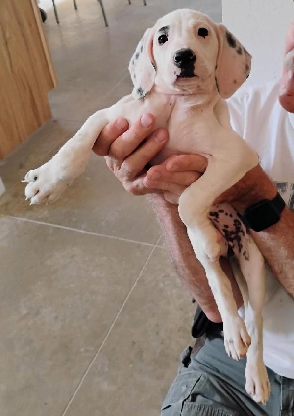 English Pointer