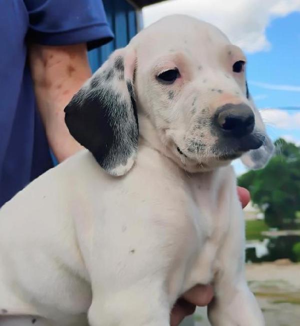 English Pointer