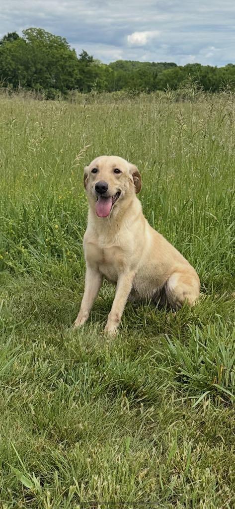 Labrador Retriever