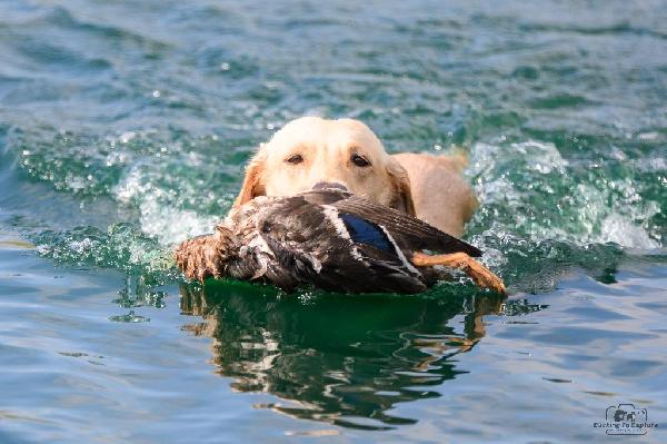 Beyladuckwater.jpg