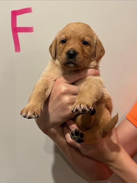 HB Pink Female 4 wks.jpg