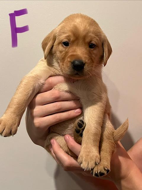 HB Purple Female 4wks.jpg