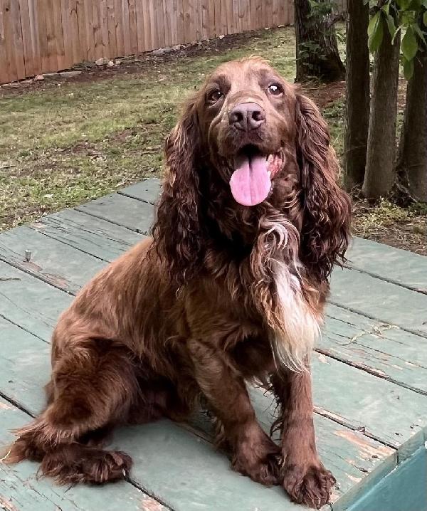 English Cocker Spaniel