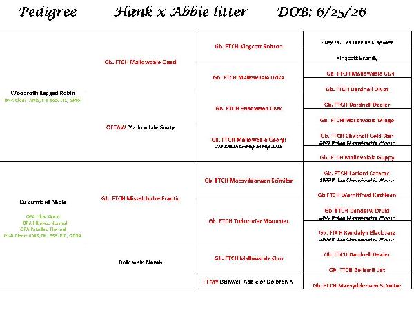 Hank x Culcumford Abbie 2026 litter pedigree_