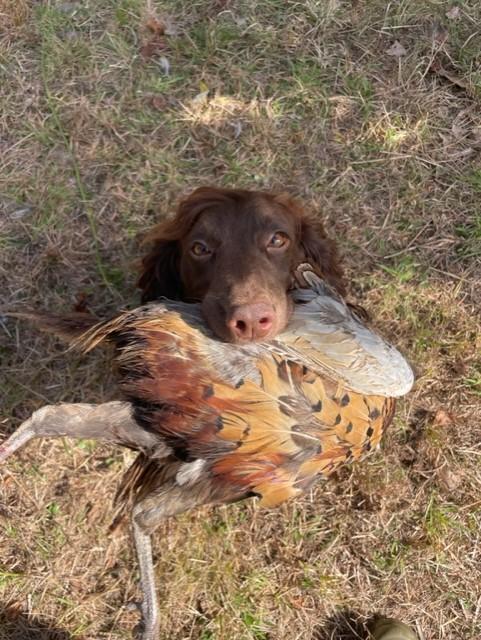 English Cocker Spaniel