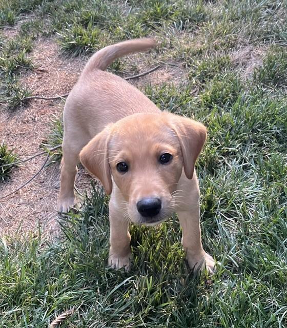 9 WEEK OLD IR FTCH SIRED BRITISH MALE PUP