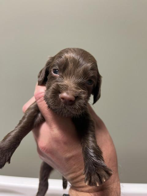 English Cocker Spaniel