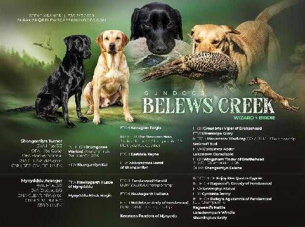 UK CHAMPION PEDIGREE IMPORT X IMPORT PUPS Labrador Retriever