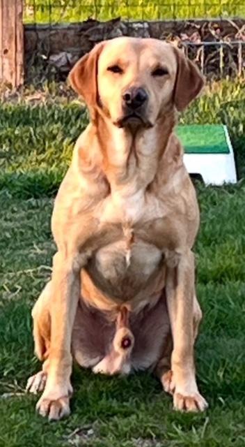Labrador Retriever