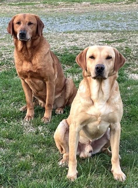 UK CHAMPION PEDIGREE IMPORT X IMPORT PUPS Labrador Retriever