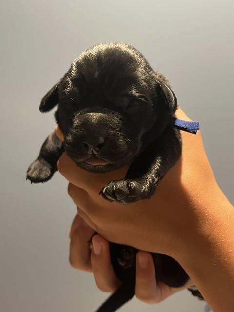 WB Blue collar male 3 days old.jpg