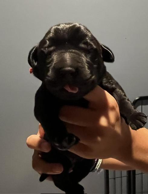 WB Red collar male 3 days old.jpg
