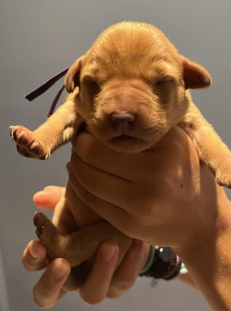 WB Purple Collar female 3 days old.jpg