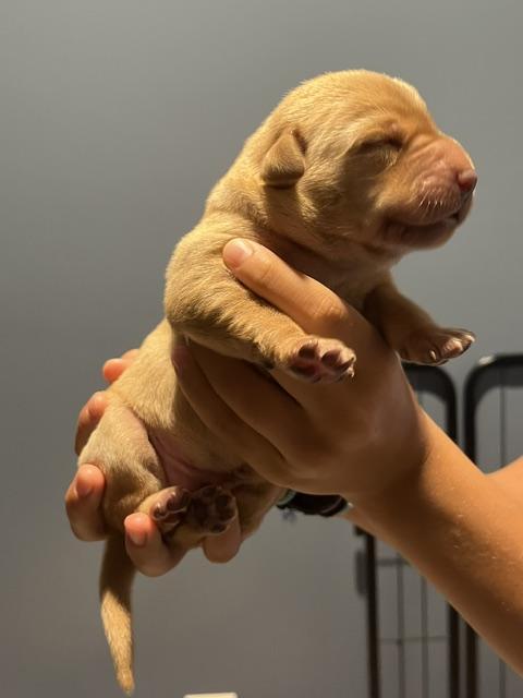 WB Pink collar female 3 days old.jpg