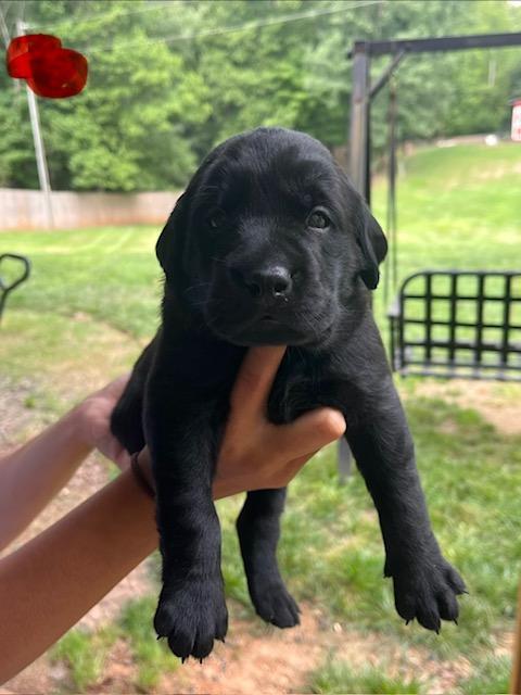 WB Red collar male 3wks.jpg