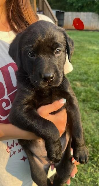 STACKED PEDIGREE IMPORT X IMPORT BRITISH LABS Labrador Retriever