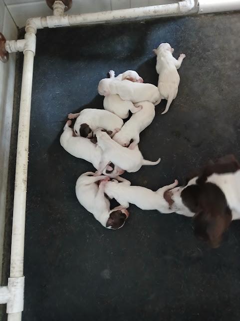 SMOKING STUMP FALL LITTER