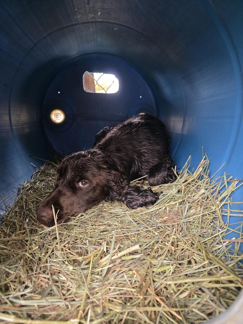 COCKER SPANIEL English Cocker Spaniel