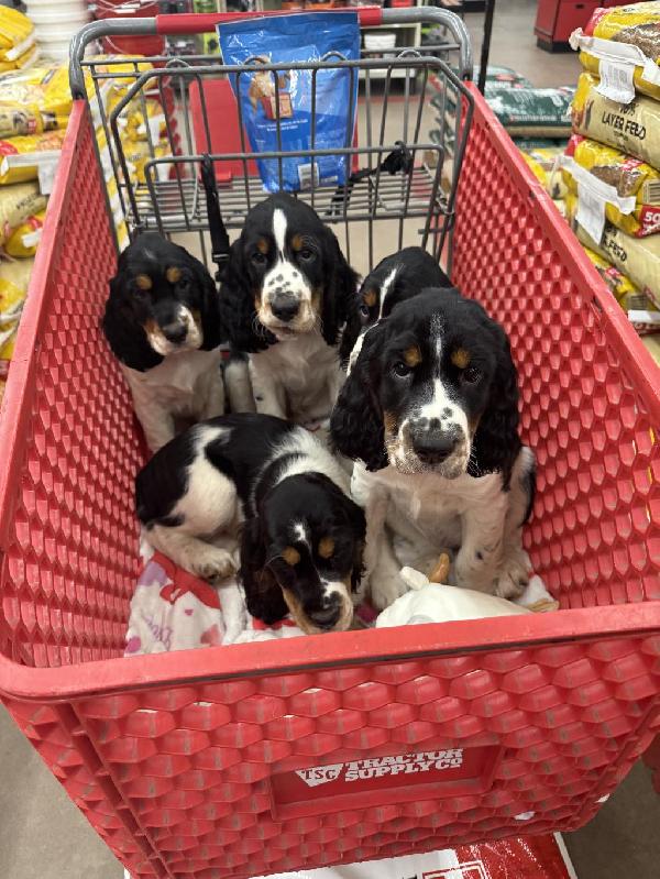 English Springer Spaniel