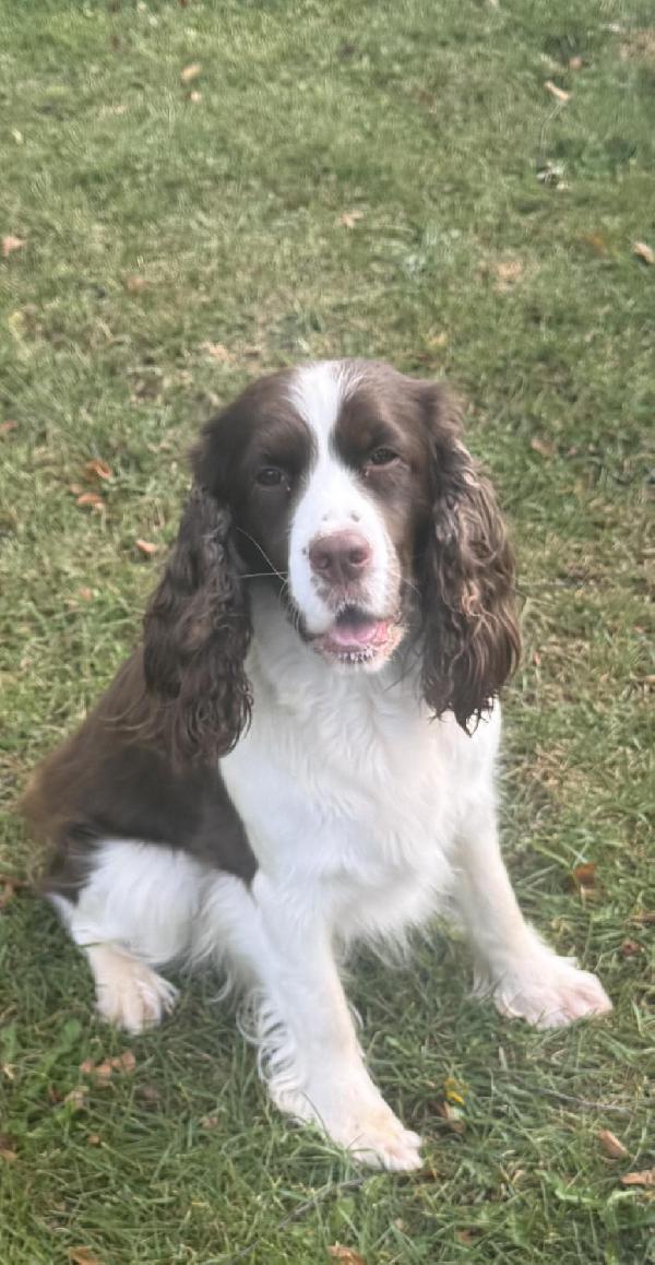 English Springer Spaniel