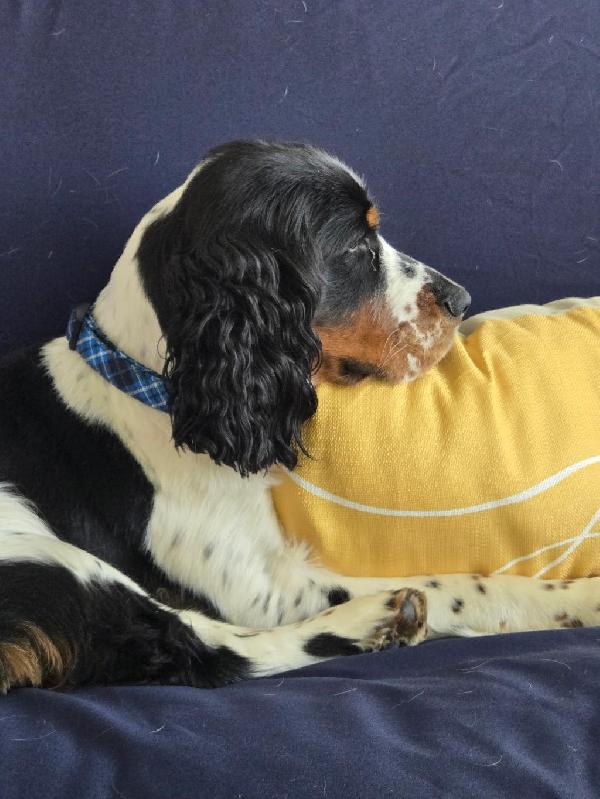 English Springer Spaniel