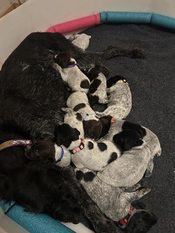 GERMAN WIREHAIR POINTERS German Wirehaired Pointer